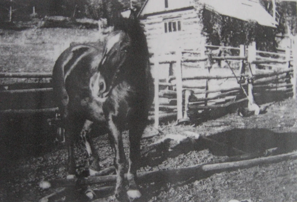 A grainy black and white historical photograph of Nine Mile Creek School (1st school), featuring a horse in the foreground with the old, wooden school building and its distinctive windows in the background, surrounded by a rustic wooden fence, reflecting the rural character of early 20th-century educational environments.